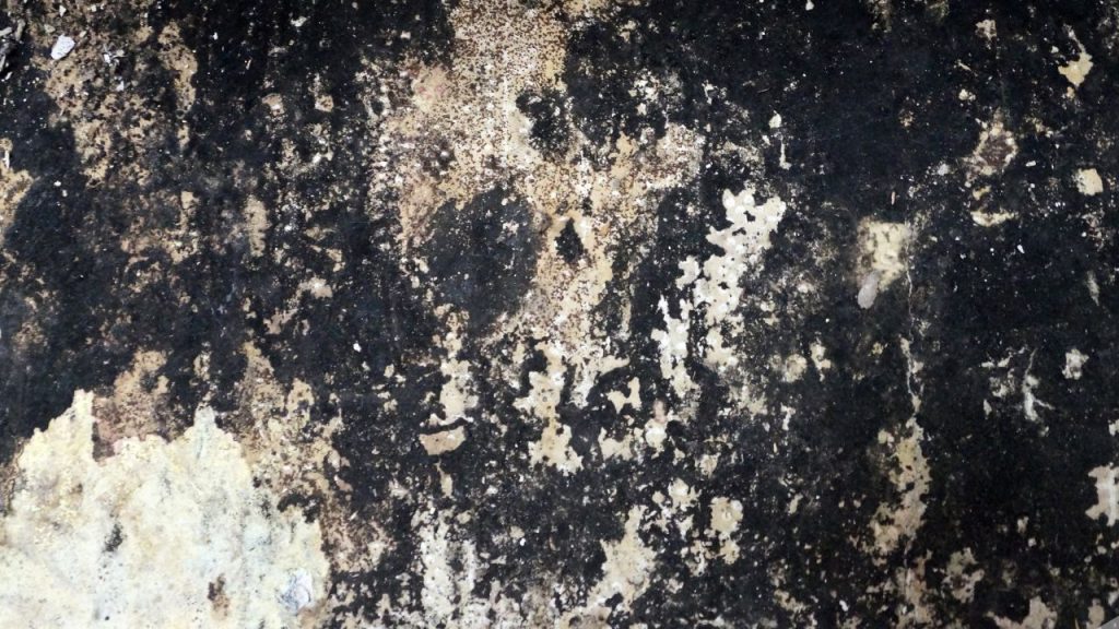 What is Black Mold